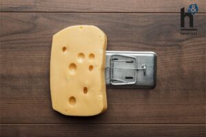 Cheese on mouse trap